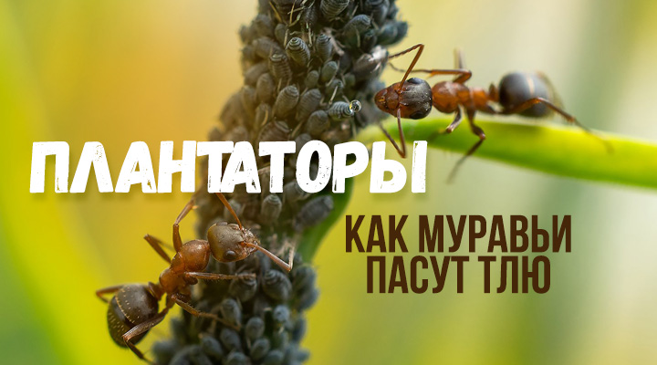 Ковбои с мандибулами — муравьи и тля